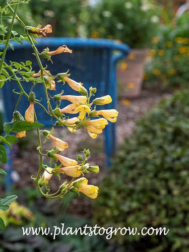 Chilean Glory Flower 'Tresco Golden Yellow' (Eccremocarpus scaber)
This was grown from a seed package labeled 'Tresco Mix'.  All the plants turned out to be this golden yellow color.